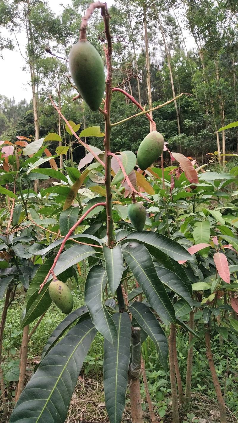 金煌芒果苗，红贵妃桂七四季芒果耐寒品种可以种植。