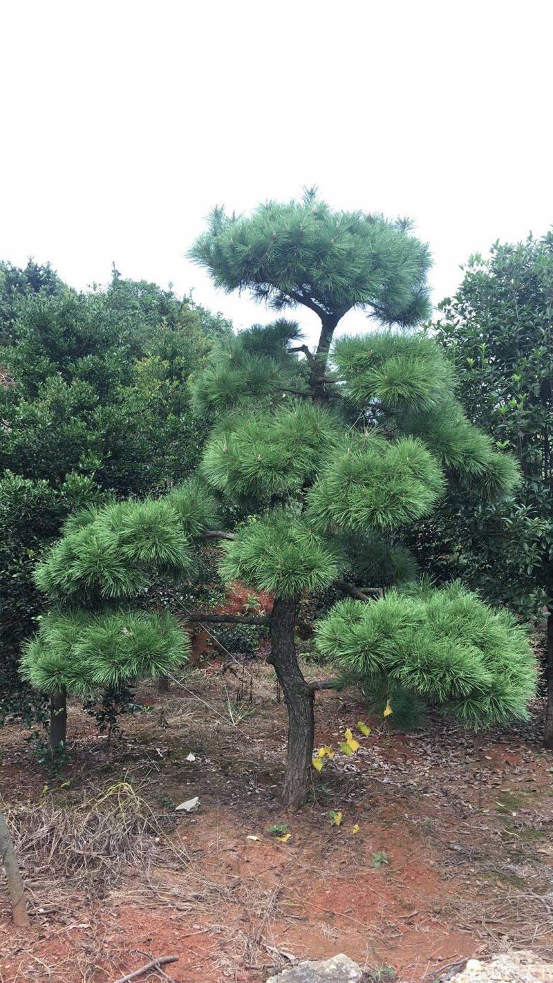 造型黑松～规格型号齐全基地直发视频看苗质量有保证。
