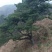 造型黑松～规格型号齐全基地直发视频看苗质量有保证。