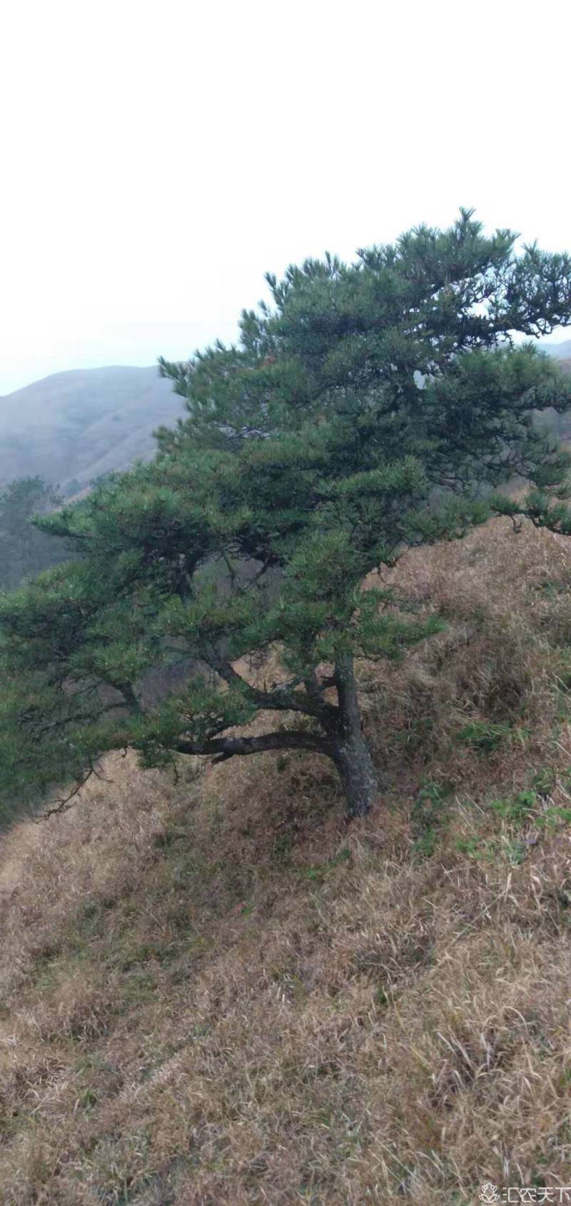 造型黑松～规格型号齐全基地直发视频看苗质量有保证。