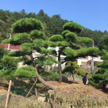 造型黑松～规格型号齐全基地直发视频看苗质量有保证。