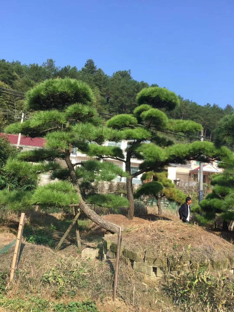 造型黑松～规格型号齐全基地直发视频看苗质量有保证。