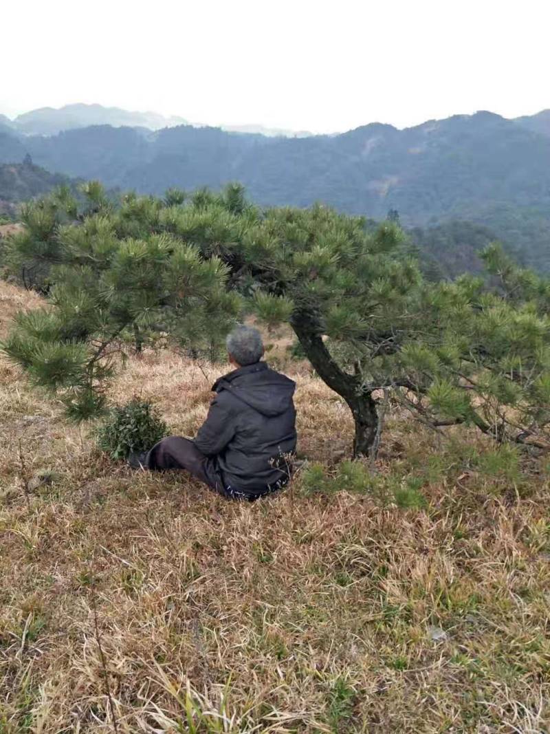 造型黑松～规格型号齐全基地直发视频看苗质量有保证。