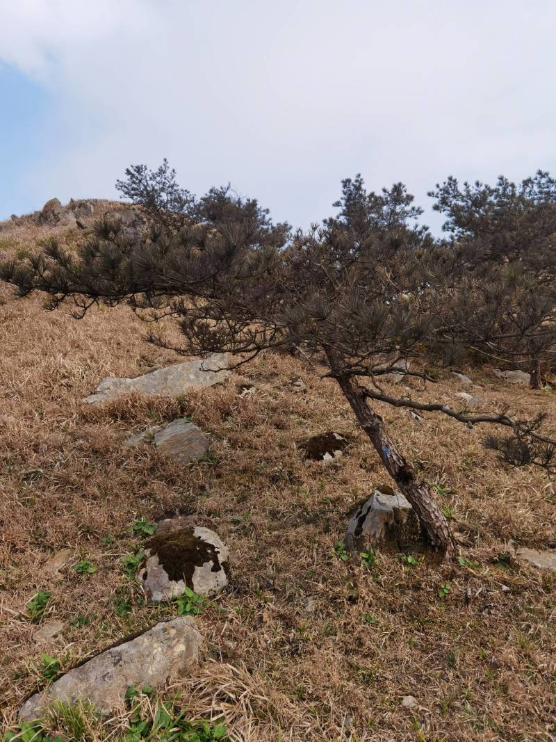 造型黑松～规格型号齐全基地直发视频看苗质量有保证。