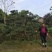 造型黑松～规格型号齐全基地直发视频看苗质量有保证。