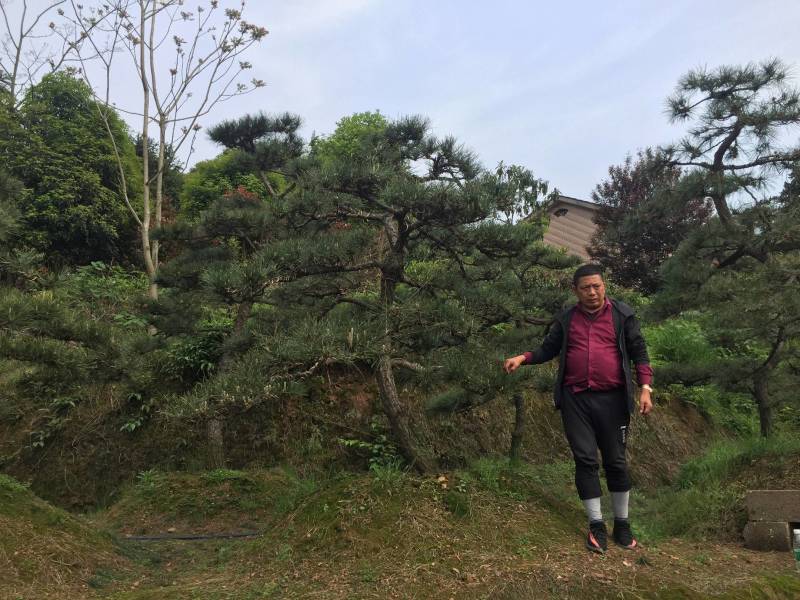 造型黑松～规格型号齐全基地直发视频看苗质量有保证。