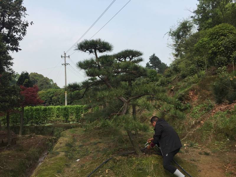 造型黑松～规格型号齐全基地直发视频看苗质量有保证。