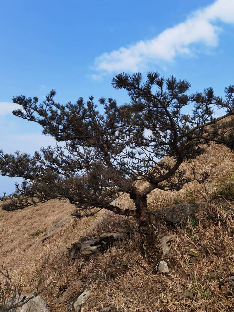造型黑松～规格型号齐全基地直发视频看苗质量有保证。