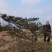 造型黑松～规格型号齐全基地直发视频看苗质量有保证。