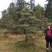 造型黑松～规格型号齐全基地直发视频看苗质量有保证。