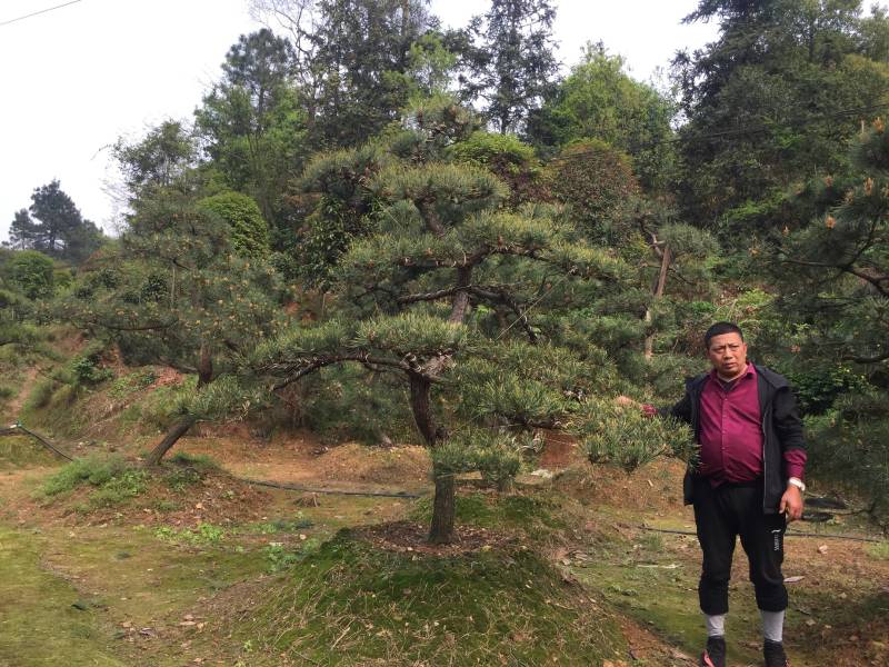 造型黑松～规格型号齐全基地直发视频看苗质量有保证。