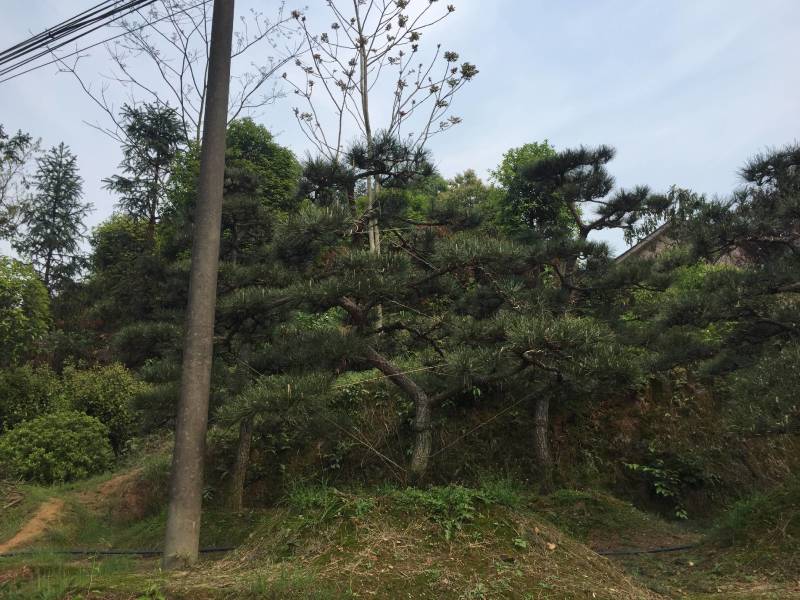 造型黑松～规格型号齐全基地直发视频看苗质量有保证。
