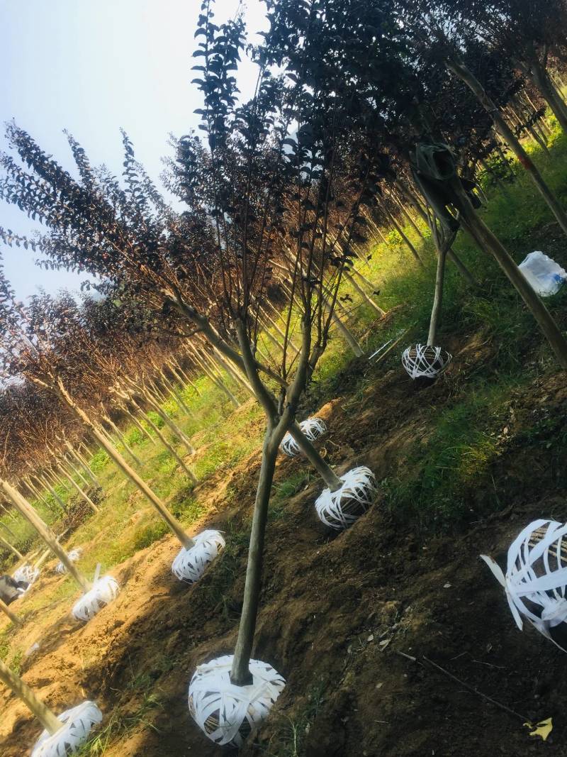 红叶紫薇，基地种植发货视频看苗选苗品质有保证。