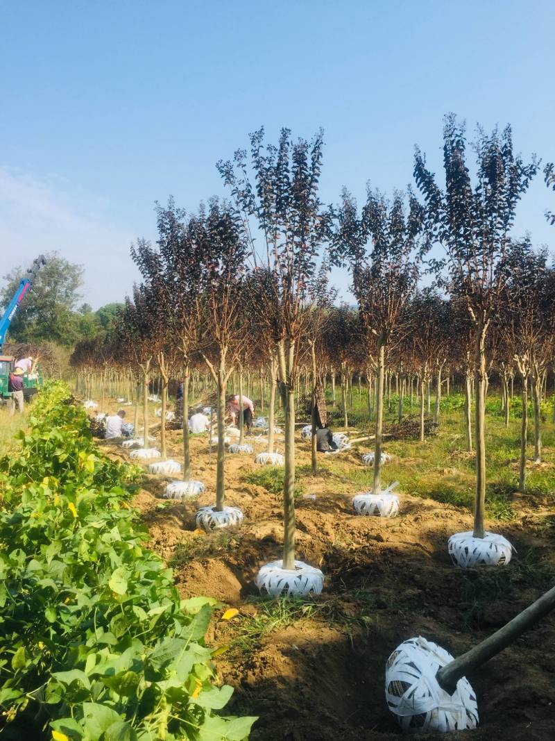 红叶紫薇，基地种植发货视频看苗选苗品质有保证。
