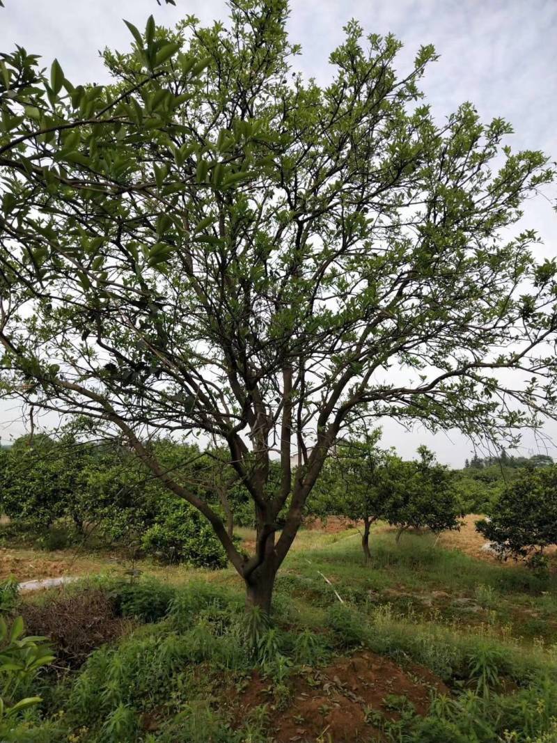 香橼.香泡基地种植发货一手货源，视频看苗选苗品质保证。