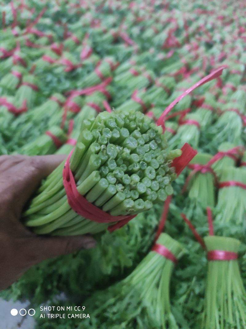 优质茼蒿(蒿子杆)