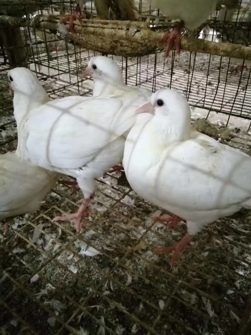 长期销售白羽王，中鸽乳鸽通货均可，适合酒楼茶楼