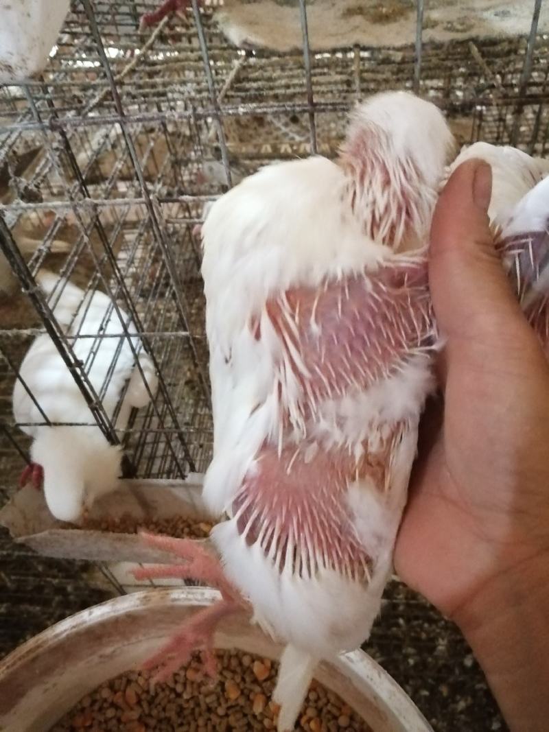 长期销售白羽王，中鸽乳鸽通货均可，适合酒楼茶楼