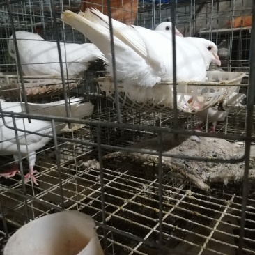 长期销售白羽王，中鸽乳鸽通货均可，适合酒楼茶楼