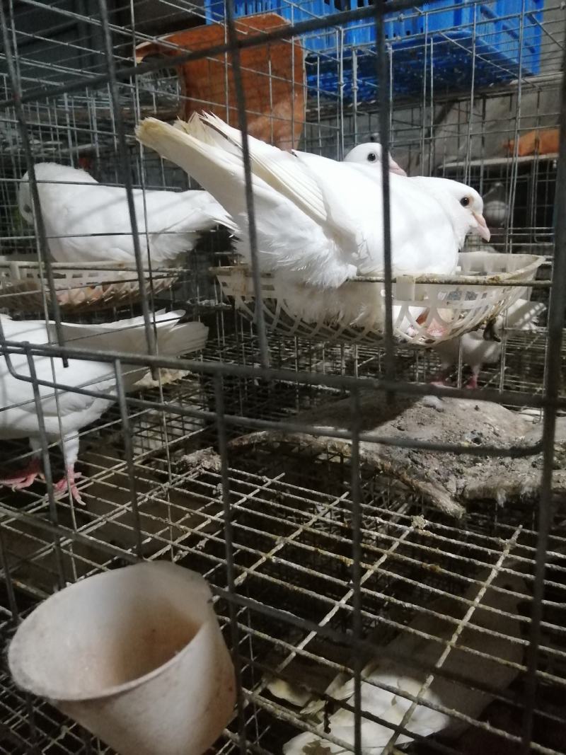 长期销售白羽王，中鸽乳鸽通货均可，适合酒楼茶楼