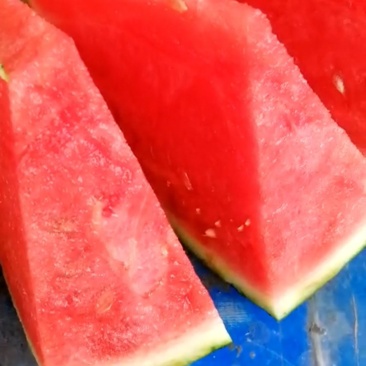 夏邑8424西瓜，无籽西瓜，麒麟美都西瓜，河南西瓜上市中