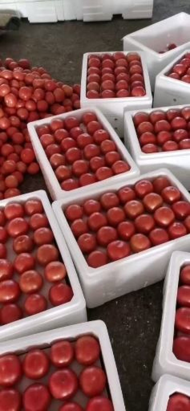 暖棚硬粉西红柿