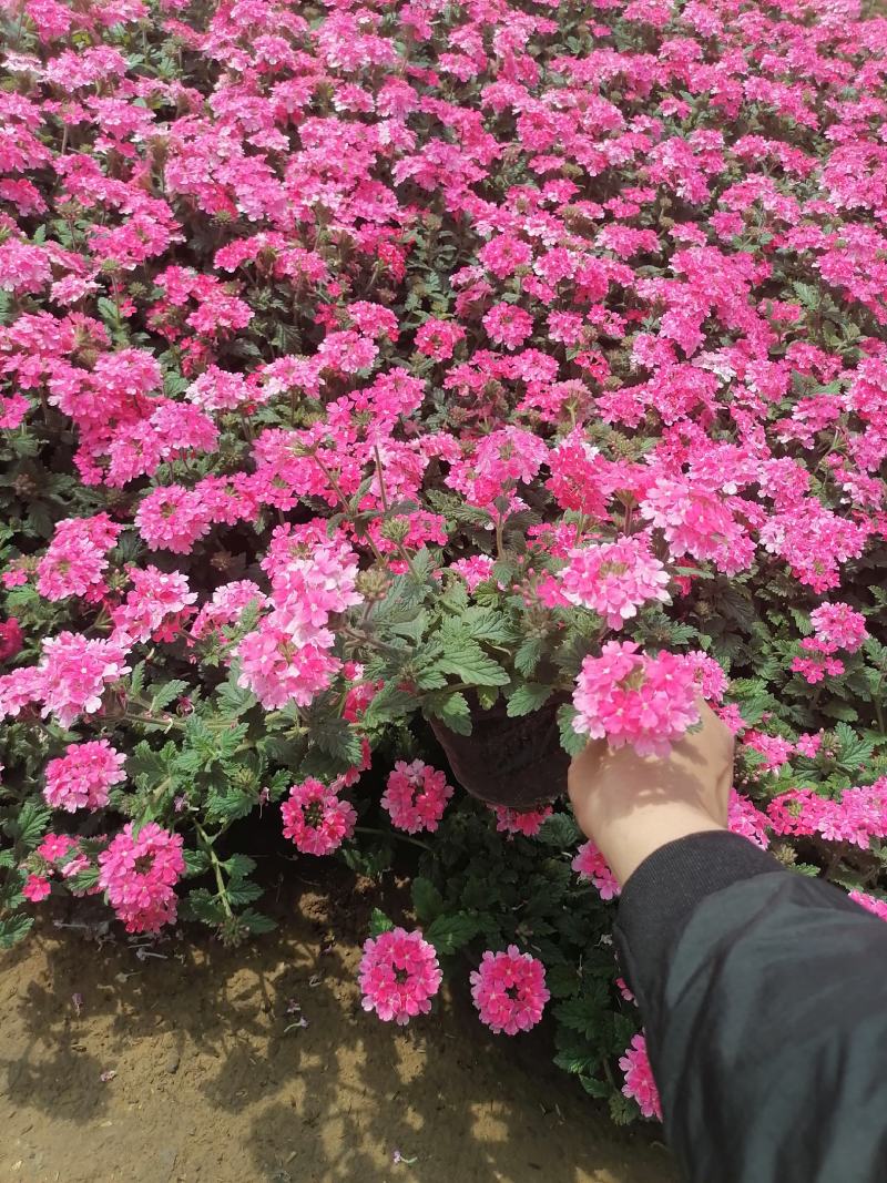 垂吊美女樱，粉色，红色，藤蔓生根植物，成活率高，生长力强