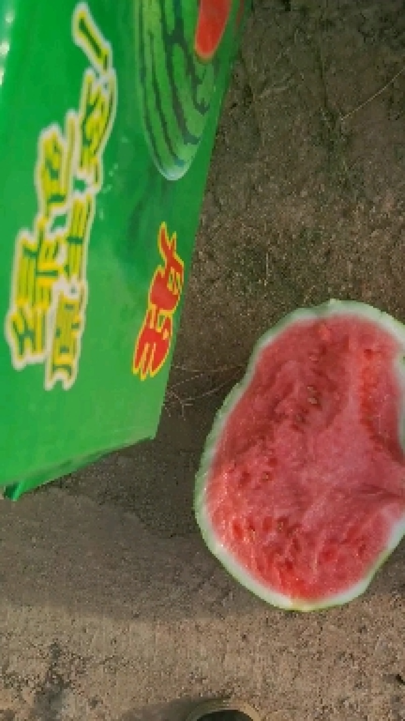 8424西瓜，自生苗，皮薄甜度高，熟度好，大棚种植