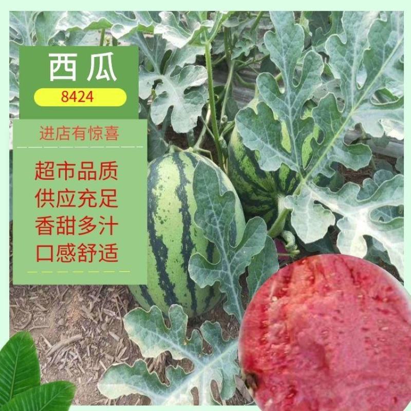 8424西瓜，自生苗，皮薄甜度高，熟度好，大棚种植