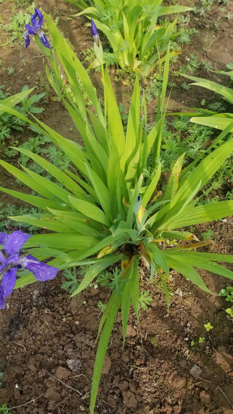 鸢尾花。兰花鸢尾。基地直销。宿根花卉。量大供应