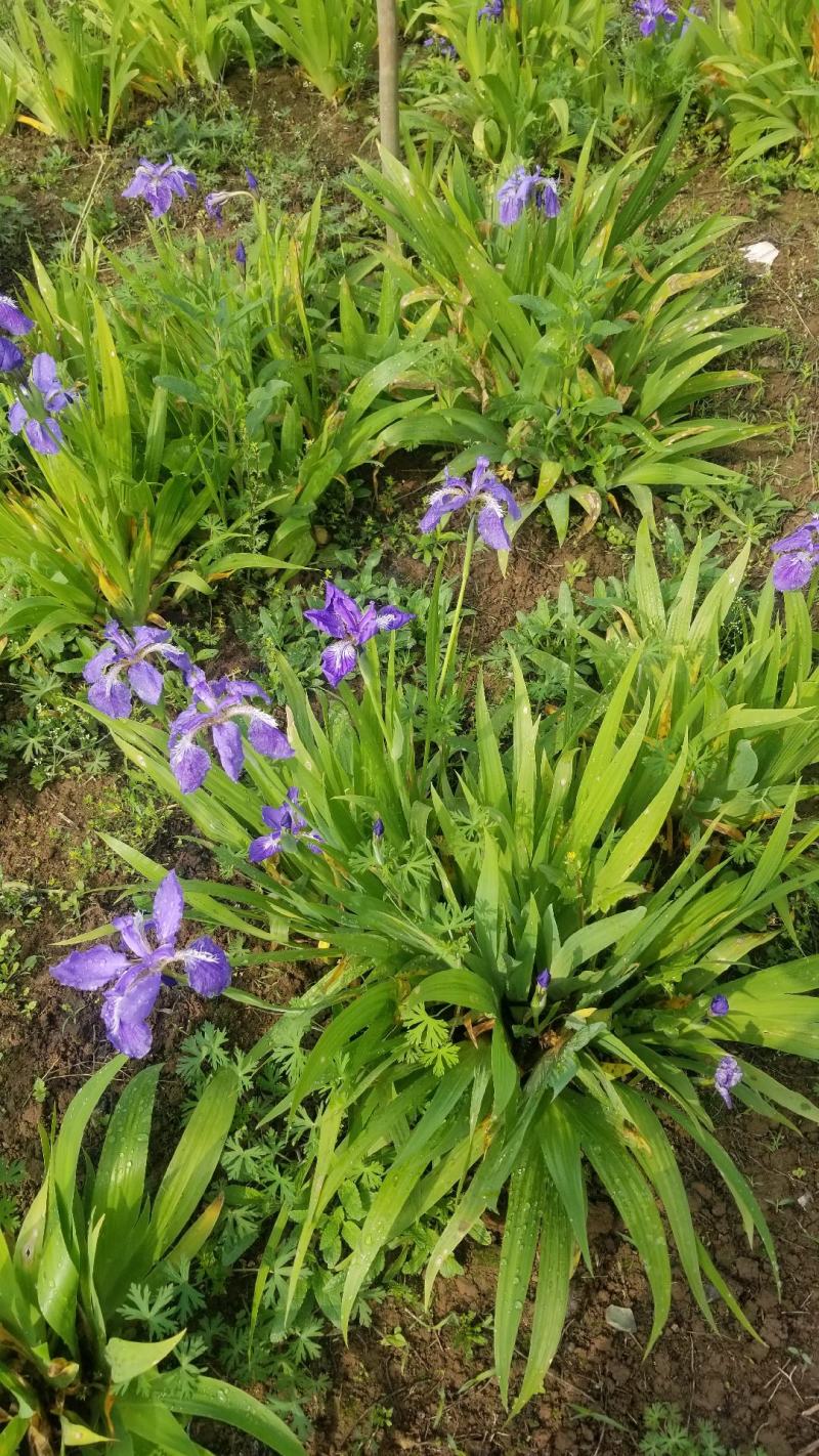 鸢尾花。兰花鸢尾。基地直销。宿根花卉。量大供应