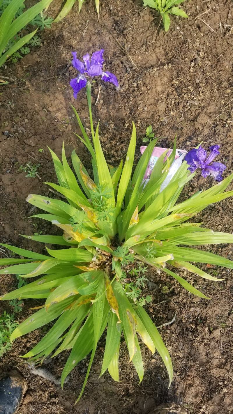 鸢尾花。兰花鸢尾。基地直销。宿根花卉。量大供应