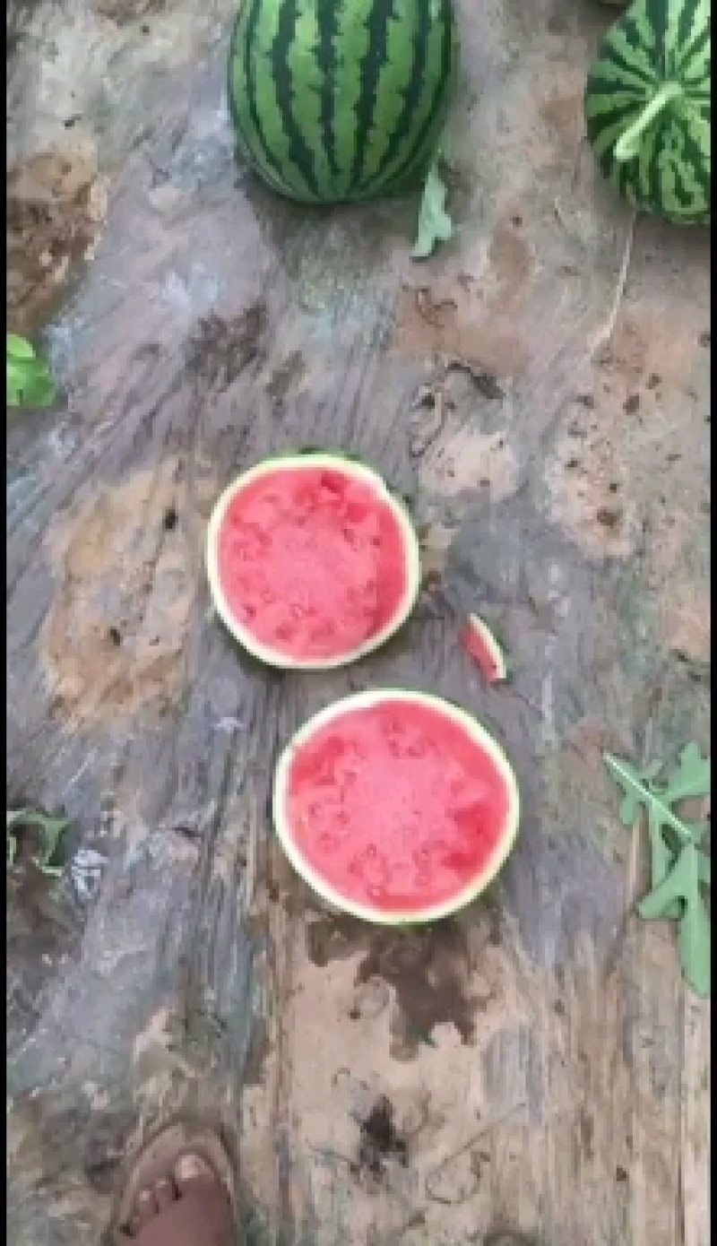 美都西瓜，大棚种植，自生苗，甜度非常高，熟度好，诚信合作
