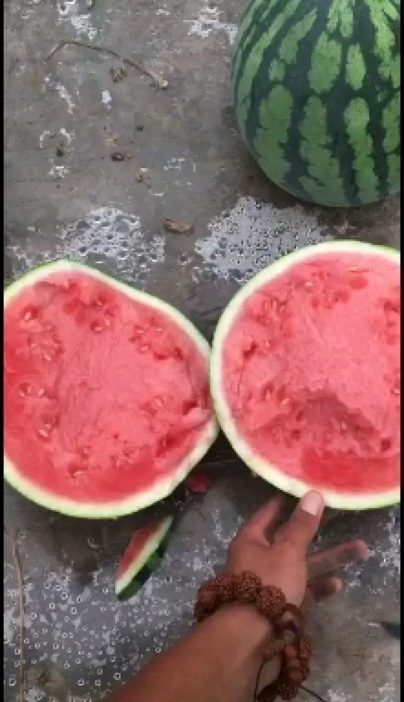 美都西瓜，大棚种植，自生苗，甜度非常高，熟度好，诚信合作