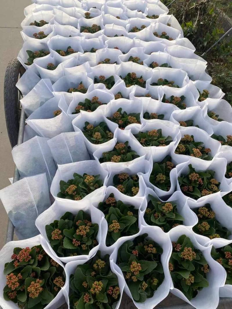 长寿花/花卉盆景/基地批发/带花苞发货/