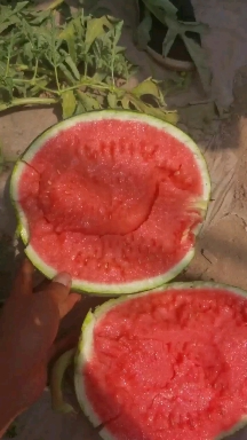 麒麟西瓜，大棚种植，自生苗，头茬无籽，熟度好，甜度高！