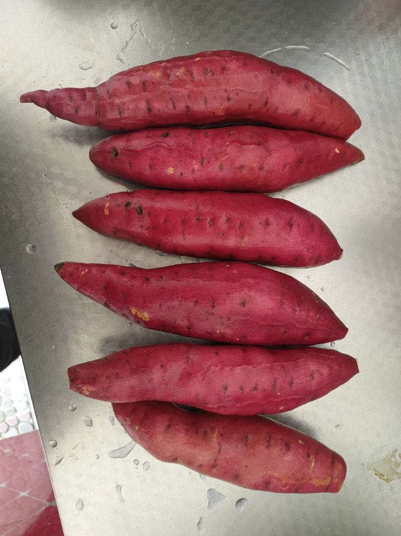 脱毒原种红薯苗，四月二十五号开采，量大从优，要的联系我