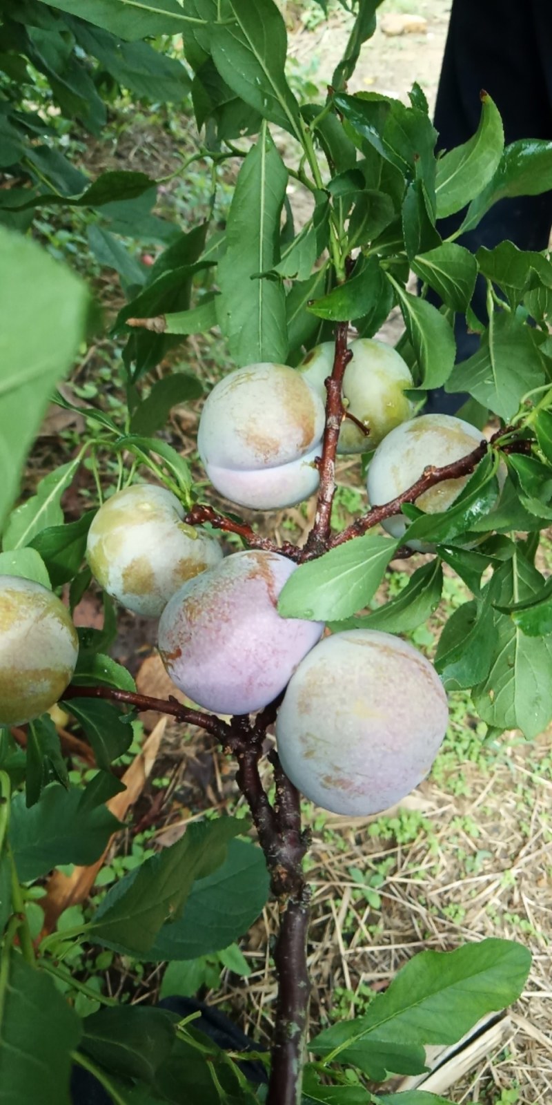 皇后李。。。。。皇后李