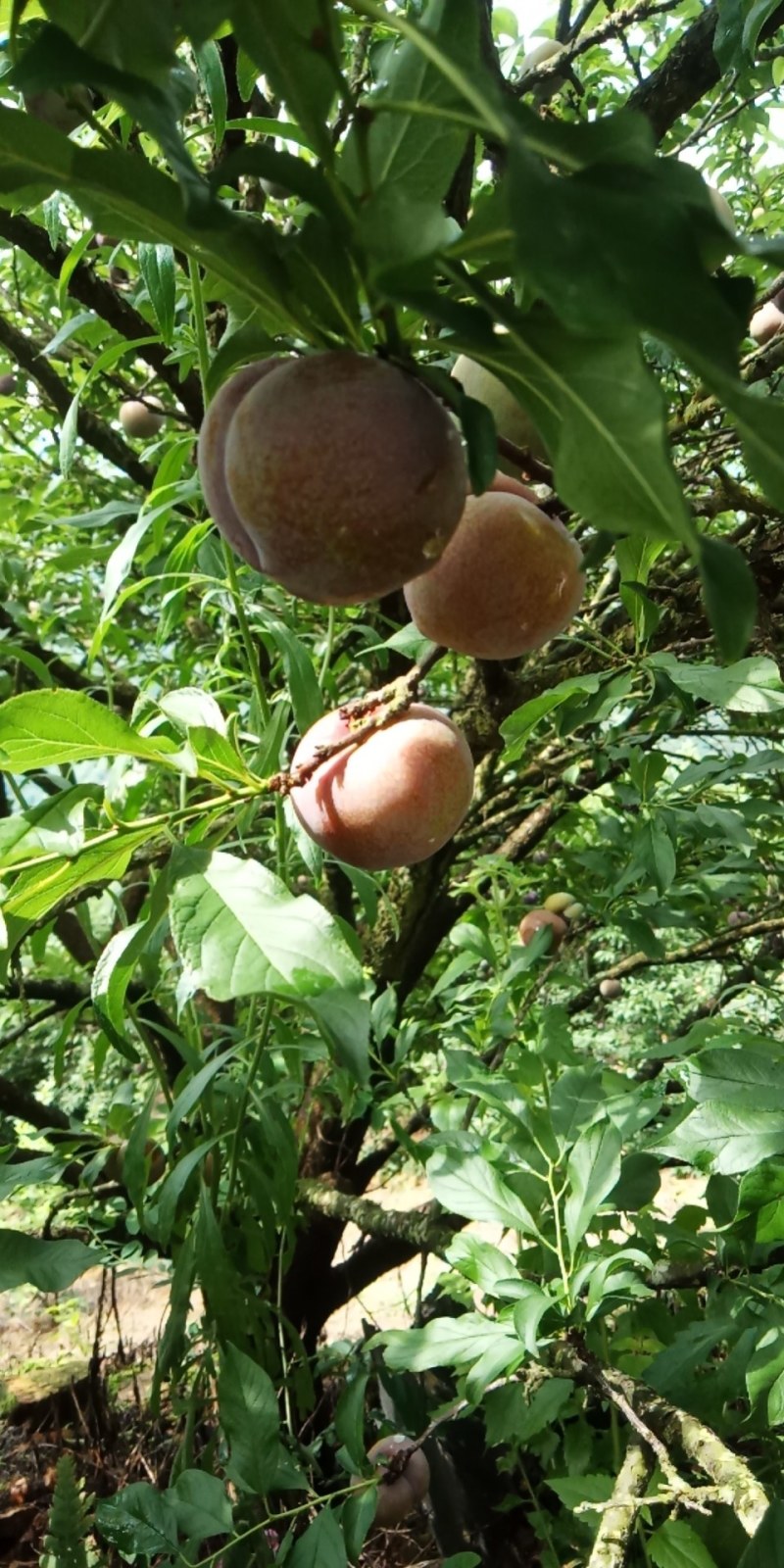 皇后李。。。。。皇后李