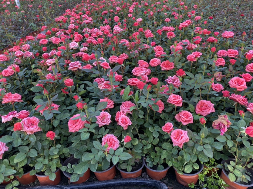 丰花月季盛开的花丛