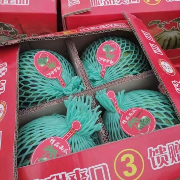 优选精品大棚京欣、嘉年华西瓜、质量三包、
