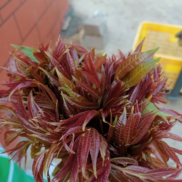 红油香椿芽，二茬香椿芽1.69一斤