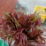 红油香椿芽，二茬香椿芽1.69一斤