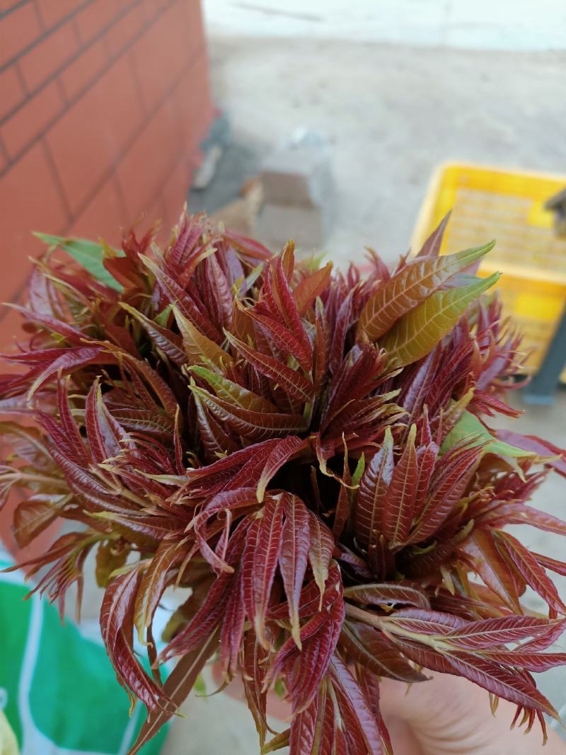 红油香椿芽，二茬香椿芽1.69一斤