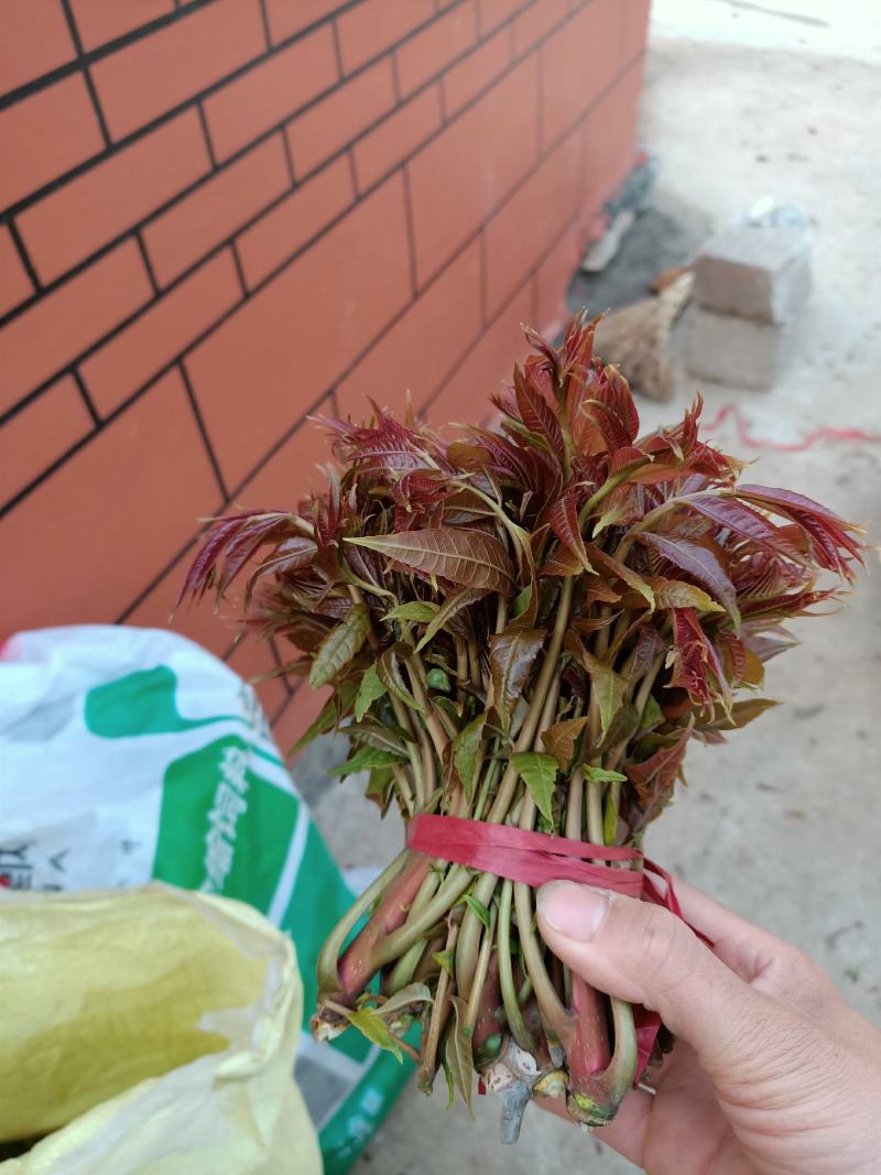 红油香椿芽，二茬香椿芽1.69一斤