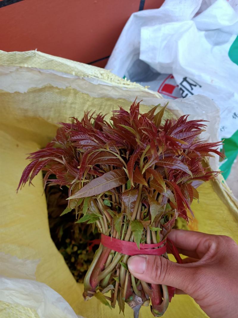 红油香椿芽，二茬香椿芽1.69一斤