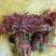 红油香椿芽，二茬香椿芽1.69一斤