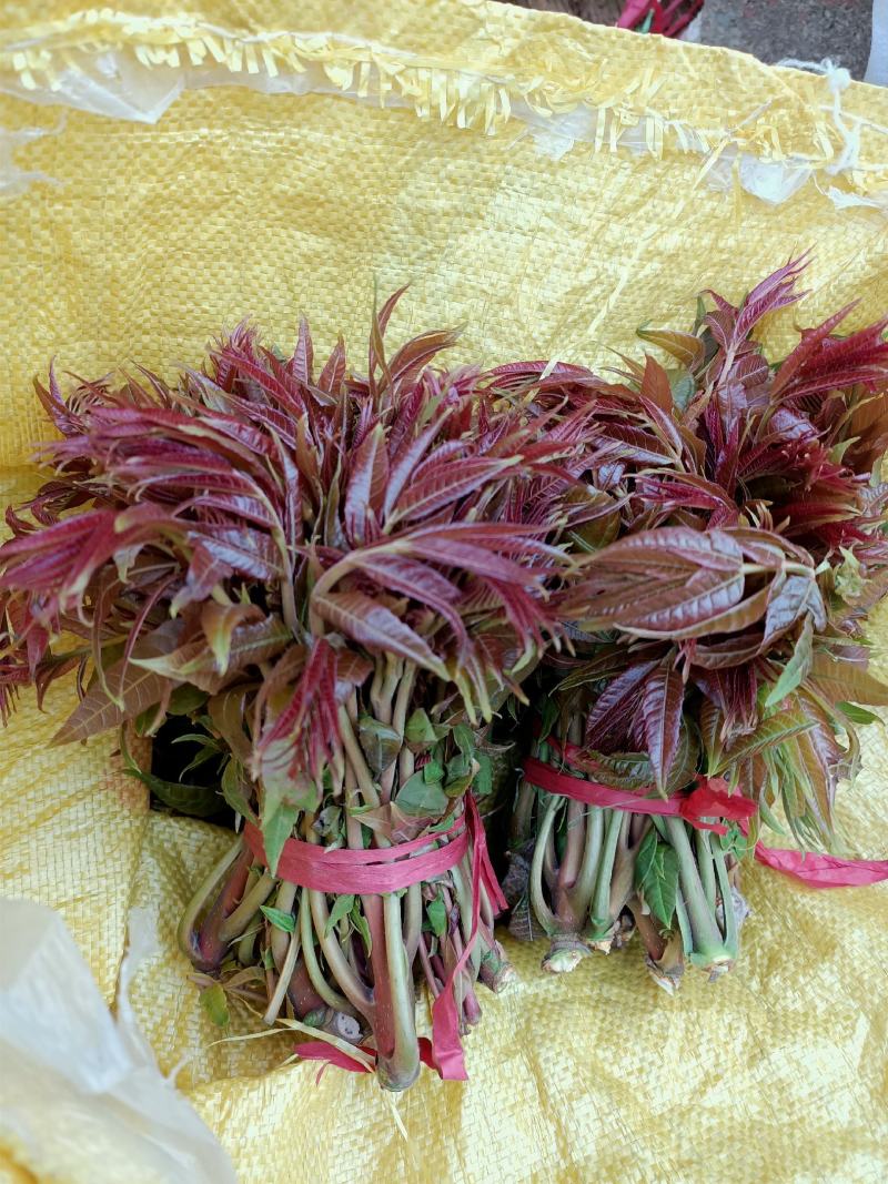 红油香椿芽，二茬香椿芽1.69一斤