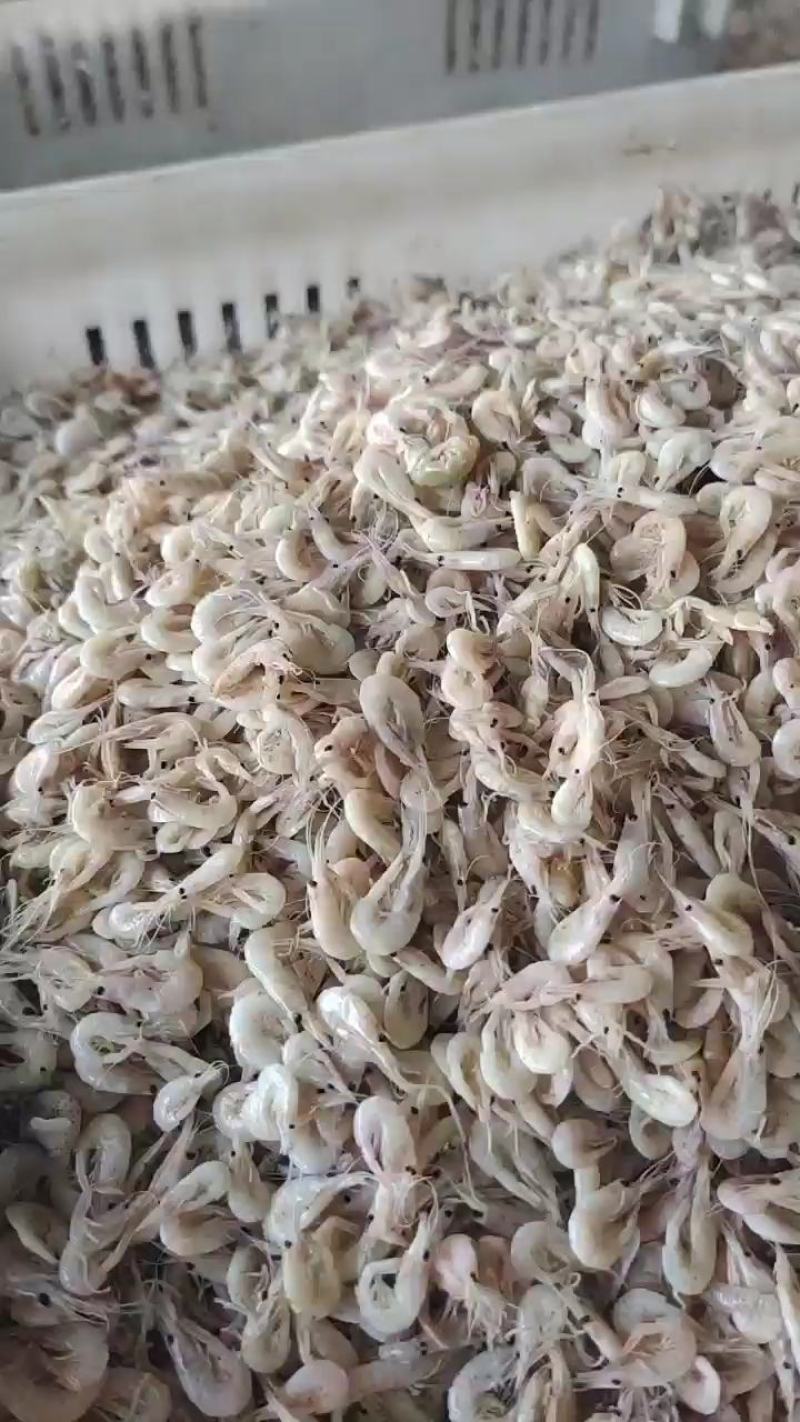 蹦虾产地直发口感鲜美色泽透亮尝鲜地摊大集畅销
