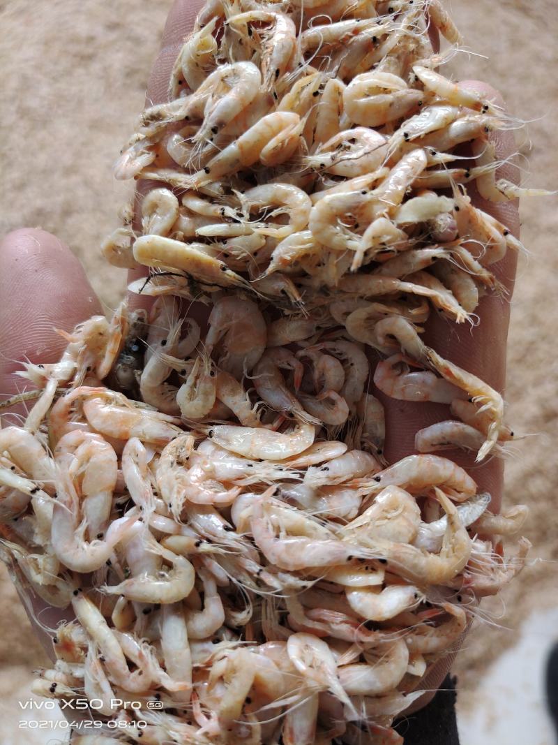 蹦虾产地直发口感鲜美色泽透亮尝鲜地摊大集畅销